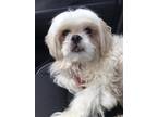 Adopt Bubba (PENDING) a White - with Tan, Yellow or Fawn Shih Tzu / Mixed dog in