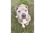 Adopt Loribelle a American Staffordshire Terrier / Mixed dog in Tulare