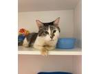 Adopt Betsy a Brown or Chocolate Domestic Shorthair / Domestic Shorthair / Mixed
