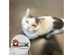 Adopt Ricky Bobby a White Domestic Shorthair / Mixed Breed (Medium) / Mixed