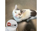Adopt Ricky Bobby a White Domestic Shorthair / Domestic Shorthair / Mixed cat in
