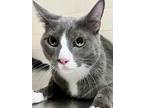 Adopt Neko a Gray or Blue Domestic Shorthair / Domestic Shorthair / Mixed cat in