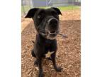 Adopt BETTY a Black Mixed Breed (Large) / Mixed dog in Fernandina Beach