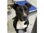 Adopt JACKET a Black Mixed Breed (Medium) / Mixed dog in Fernandina Beach