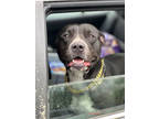 Adopt Jaylo a Black Mixed Breed (Large) / Mixed dog in Chamblee, GA (41141583)