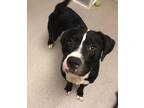 Adopt Jasper a Black American Staffordshire Terrier / Mixed Breed (Medium) /