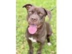 Adopt Gravy a Brown/Chocolate American Staffordshire Terrier / Mixed Breed