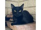 Adopt Mystique a All Black Bombay / Domestic Shorthair / Mixed cat in Phoenix