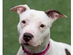 Adopt Galapagos 3 a White American Pit Bull Terrier / Mixed dog in Cleveland
