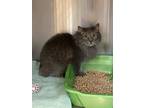 Adopt Fluff a Gray or Blue Domestic Mediumhair / Mixed Breed (Medium) / Mixed