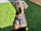 Adopt Victoria a Black Doberman Pinscher / Mixed dog in Seattle, WA (41141501)