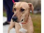 Adopt Asuna a Labrador Retriever dog in Seattle, WA (41141498)