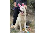 Adopt Magic a White Husky / Mixed dog in Seattle, WA (41141497)