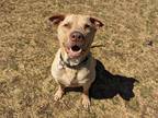 Adopt Breno a Tan/Yellow/Fawn Labrador Retriever / Mixed Breed (Medium) / Mixed