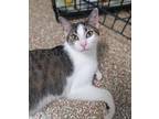 Adopt Buck a Domestic Shorthair / Mixed (short coat) cat in Ft.