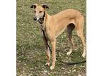 Adopt Grace a Red/Golden/Orange/Chestnut Greyhound / Mixed dog in Livonia