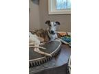 Adopt Bryson a White Greyhound / Mixed dog in Livonia, MI (41141038)