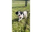 Adopt Blueberry a White Mixed Breed (Large) / Mixed dog in Oskaloosa