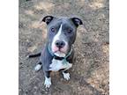 Adopt Hunter a Gray/Blue/Silver/Salt & Pepper American Pit Bull Terrier / Mixed