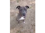 Adopt Lilo a Merle American Pit Bull Terrier / Mixed Breed (Medium) / Mixed