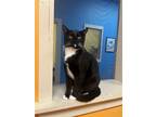 Adopt Janet a Black & White or Tuxedo Domestic Shorthair / Mixed (short coat)