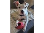 Adopt Hipster a White - with Gray or Silver Pit Bull Terrier / Mixed dog in