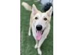 Adopt Cookie J a White Shepherd (Unknown Type) / Mixed dog in PLANO
