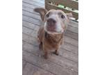 Adopt Zoto a Brown/Chocolate Labrador Retriever / Mixed dog in GOODLETTSVILLE