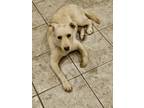 Adopt Lucy a White Labrador Retriever / Mixed dog in Queen Creek, AZ (41140744)