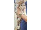 Adopt Jazzie a Brown Tabby Domestic Shorthair / Mixed Breed (Medium) / Mixed