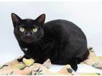 Adopt Princess Bubble Gum a All Black Domestic Shorthair / Mixed cat in
