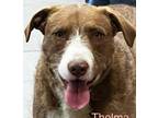 Adopt Thelma a Brown/Chocolate Terrier (Unknown Type, Medium) / Hound (Unknown