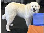 Adopt Moose a White Great Pyrenees / Mixed dog in Pittsburgh, PA (41140485)