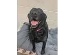 Adopt Sky a Black Labrador Retriever / Mixed dog in Barco, NC (40467546)