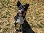 Adopt Scout a Black Australian Cattle Dog / Mixed dog in Boulder, CO (41133473)