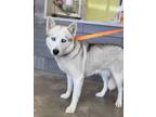 Adopt Eleanor a White Alaskan Klee Kai / Mixed Breed (Medium) / Mixed (short