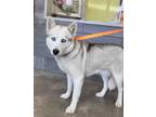 Adopt Eleanor a White Husky / Mixed dog in Wichita Falls, TX (41138262)