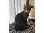 Adopt CATNISS a Brown Tabby Domestic Shorthair / Mixed (short coat) cat in