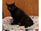 Adopt Guindon a All Black Domestic Shorthair / Mixed (short coat) cat in Forest
