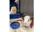 Adopt Towers a White Guinea Pig / Mixed (short coat) small animal in Mentor