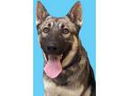 Adopt Anos a Brown/Chocolate Husky / German Shepherd Dog / Mixed dog in Luling