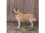 Adopt Rockafella a Tan/Yellow/Fawn - with Black German Shepherd Dog / Mixed dog