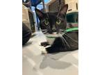Adopt Cisco a Spotted Tabby/Leopard Spotted Domestic Shorthair cat in