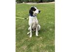 Adopt Stella a White Pointer / Mixed Breed (Medium) / Mixed (short coat) dog in