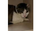Adopt Bo a White Domestic Shorthair / Domestic Shorthair / Mixed cat in Quincy
