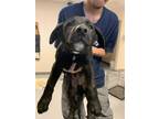 Adopt 55645606 a Black Labrador Retriever / Mixed Breed (Medium) / Mixed (short