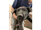 Adopt 55645596 a Black Labrador Retriever / Mixed dog in Los Lunas