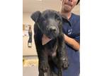 Adopt 55645623 a Black Labrador Retriever / Mixed Breed (Medium) / Mixed (short