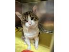 Adopt Phineas a White Domestic Shorthair cat in Johnstown, PA (41138093)