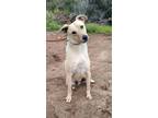 Adopt Oliver a Tan/Yellow/Fawn - with Black Feist / Black Mouth Cur / Mixed dog